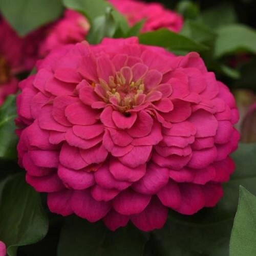 Семена цветов PanAmerican Циния Zesty F1 45-60 см Ø 8-13 см 5 шт. Pink (BN10110-4)