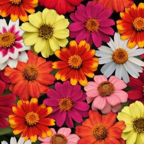 Семена цветов Ценные мариландские ZAHARA MIX (BN02891-3)