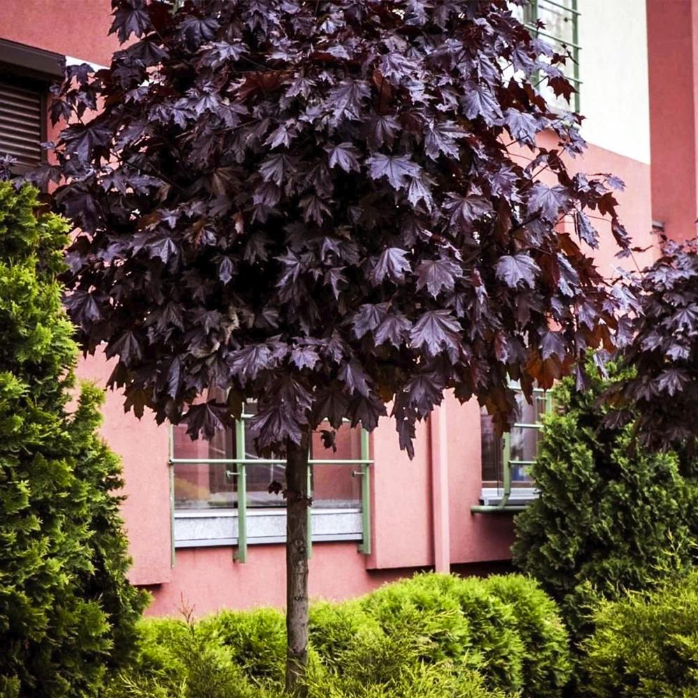 Саженец клена на штамбе Краснолистный (14965258) Саженец клена на штамбе Краснолистный (14965258)