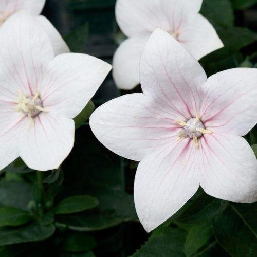 Семена цветов Платикодон Astra Light Pink Sakata 5 шт. (BN09122-4)