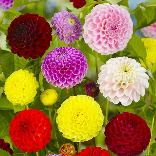 Георгины Florium Шаровидные Микс (5223)