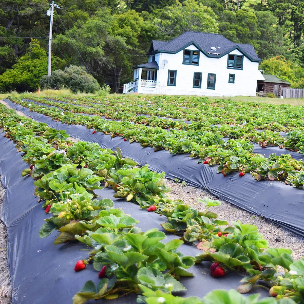 Агроволокно мульчировочное Greentex Р50 для защиты от сорняков 16x100 м Черный - фото 9