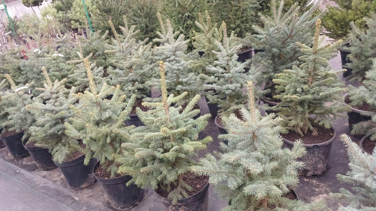 Ялинка блакитна Кейбаб 80 см - фото 3 Ялинка блакитна Кейбаб 80 см - фото 3