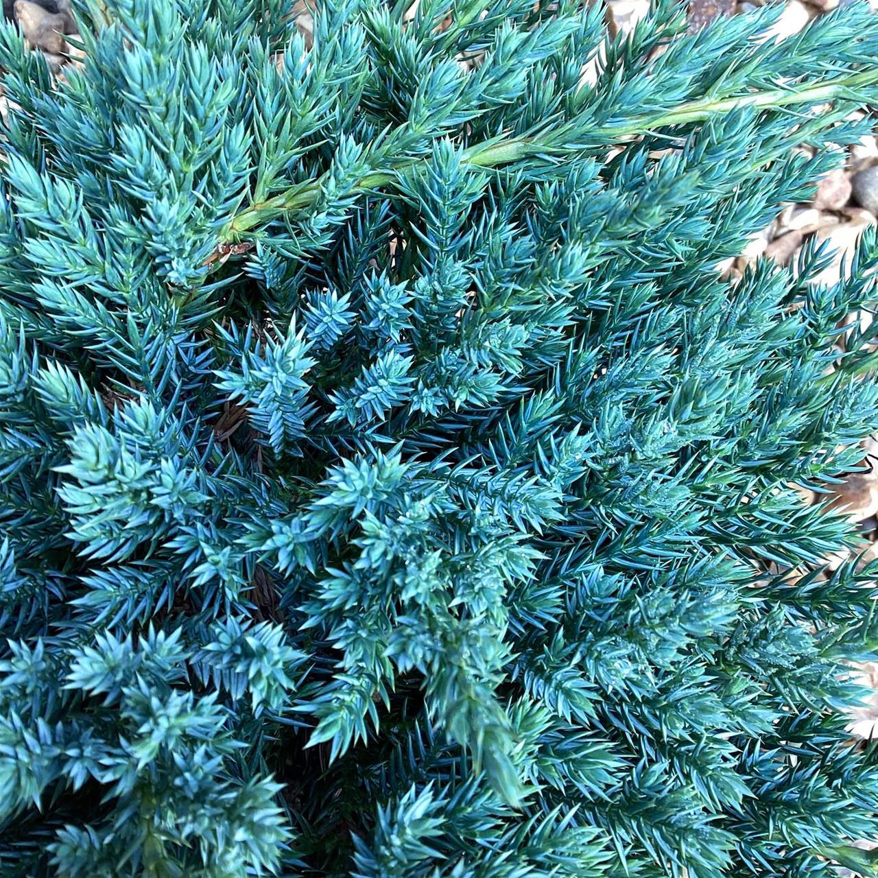 Саджанець ялівцю лускатого Juniperus squamata Blue Carpet Р9 (645170876) - фото 4