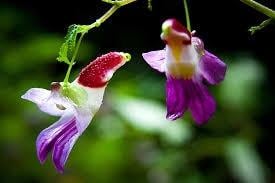 Бальзамин-попугай Impatiens psittacina семена 5 шт. - фото 2 Бальзамин-попугай Impatiens psittacina семена 5 шт. - фото 2