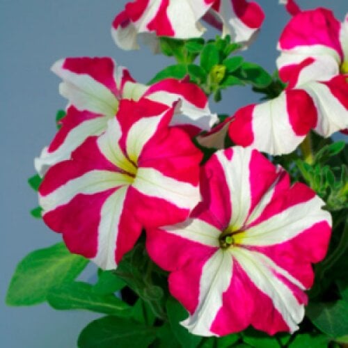 Семена цветов Петуния крупноцветковая Tango Rose star Hem Genetics 50 шт. (BN09431-3)