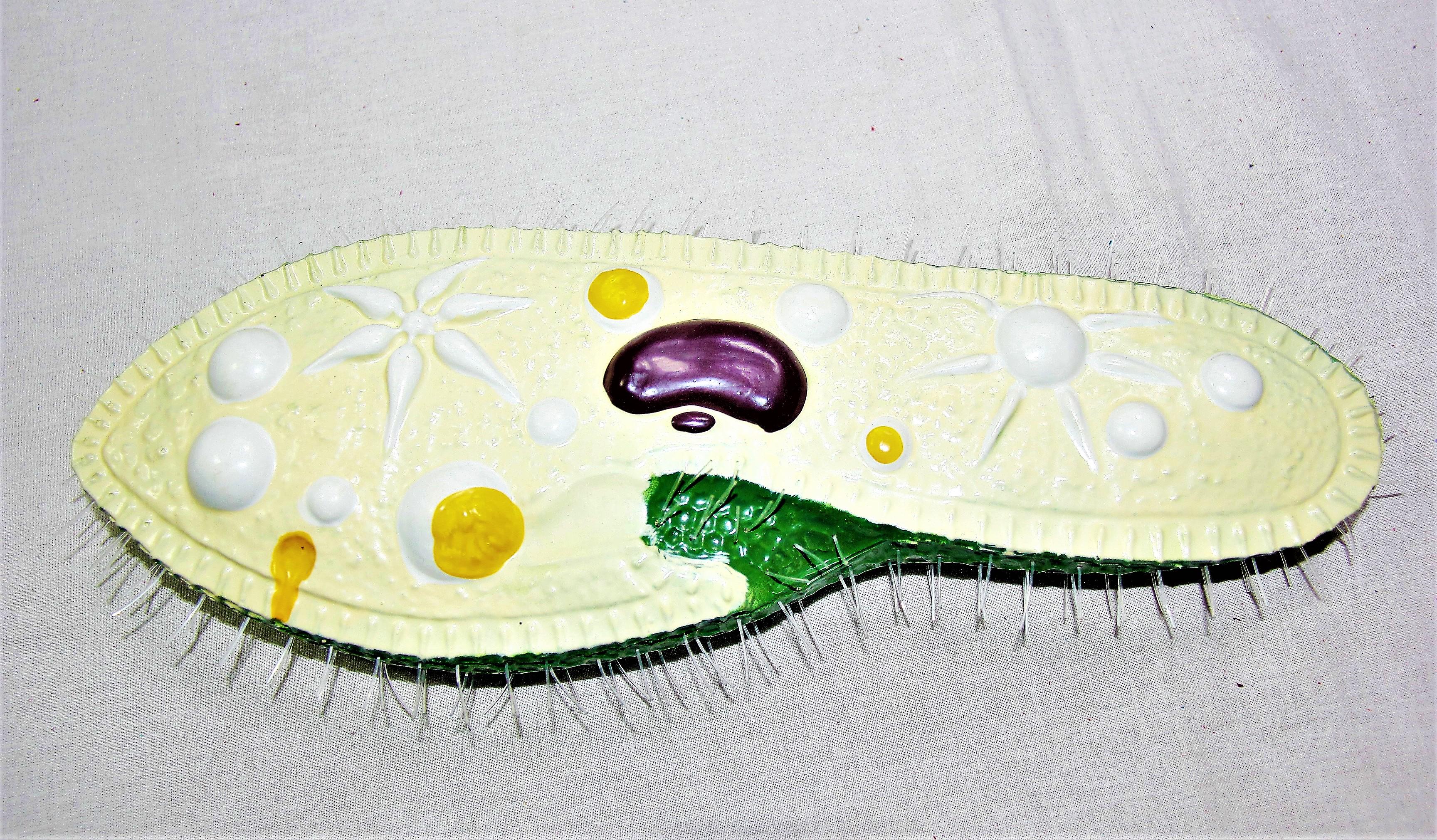 Модель Інфузорія Туфелька Руді пластикова 37х12 см (Д915у-3) - фото 3 Модель Інфузорія Туфелька Руді пластикова 37х12 см (Д915у-3) - фото 3