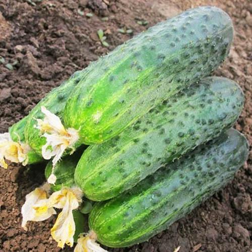 Семена Огірок Florium Афіна F1 (4918)