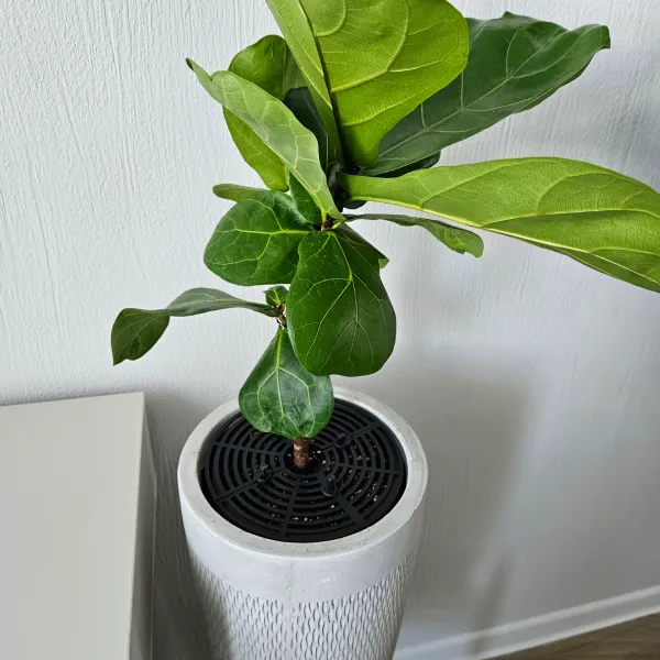 Комплект бар’єрів для вазонів 19 см 2 шт. (23864590) - фото 8 Комплект бар’єрів для вазонів 19 см 2 шт. (23864590) - фото 8