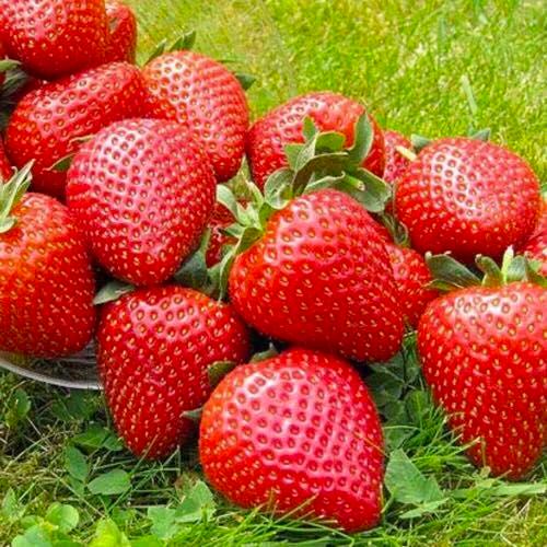 Саженец клубники Vibrant очень ранняя (1418016909)