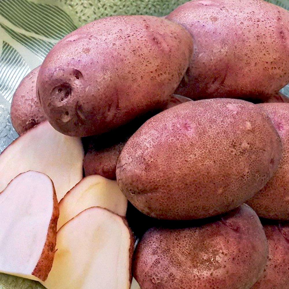Картофель Любава 1 кг (38299748)