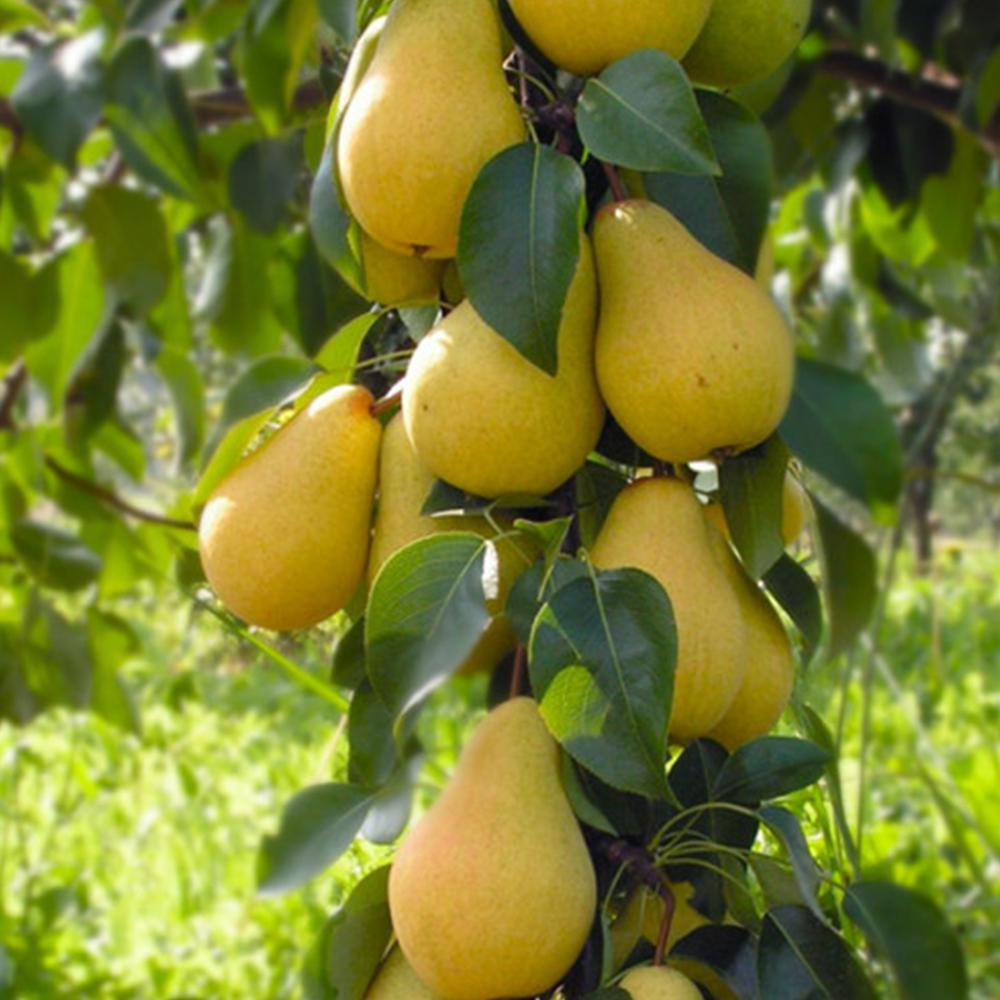 Саженец груши Лимонка 2 летний (14965879)