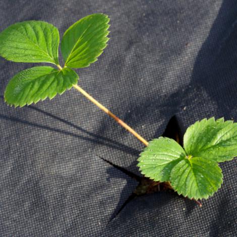 Агроволокно Premium-Agro 50 г/м2 3,2х14 м Черный (28515646) - фото 2