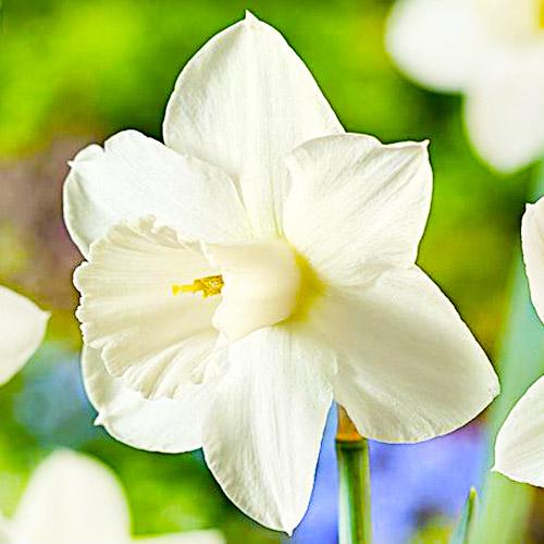 Нарцис Florium Desdemona (17973)