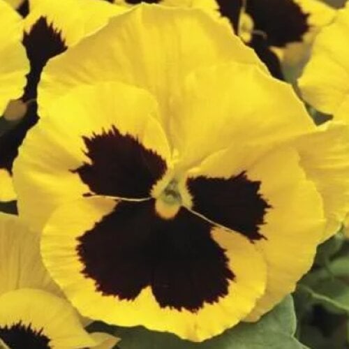 Семена цветов Виола Delta F1 Speedy Yellow with Blotch Syngenta 100 шт. (BN09931-3)