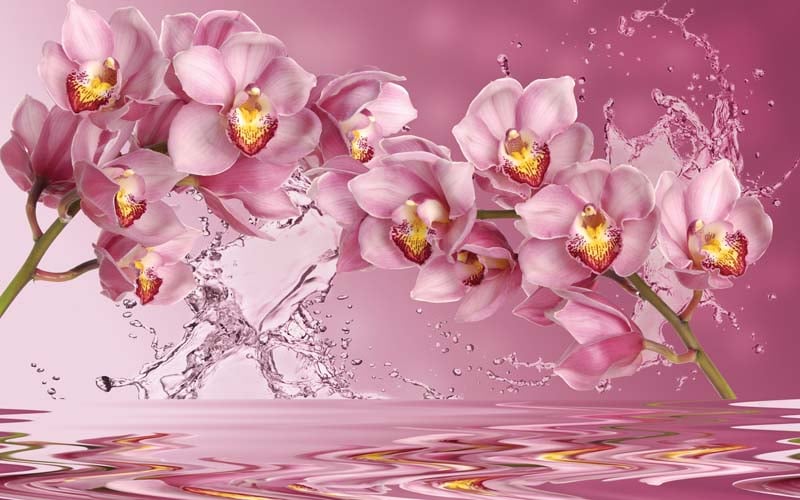 Фотообои WS Wallpaper Орхидеи на воде 301x265 см (35087) Песок