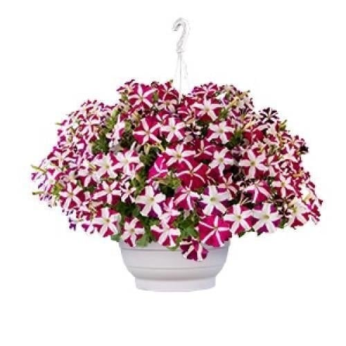 Семена цветов Петуния ампельная SUCCESS! TR Magenta Star Benary 25 шт. (BN13196-3)