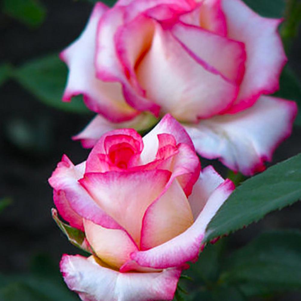 Саженец чайно гибридных роз Белла Вита (14965296)