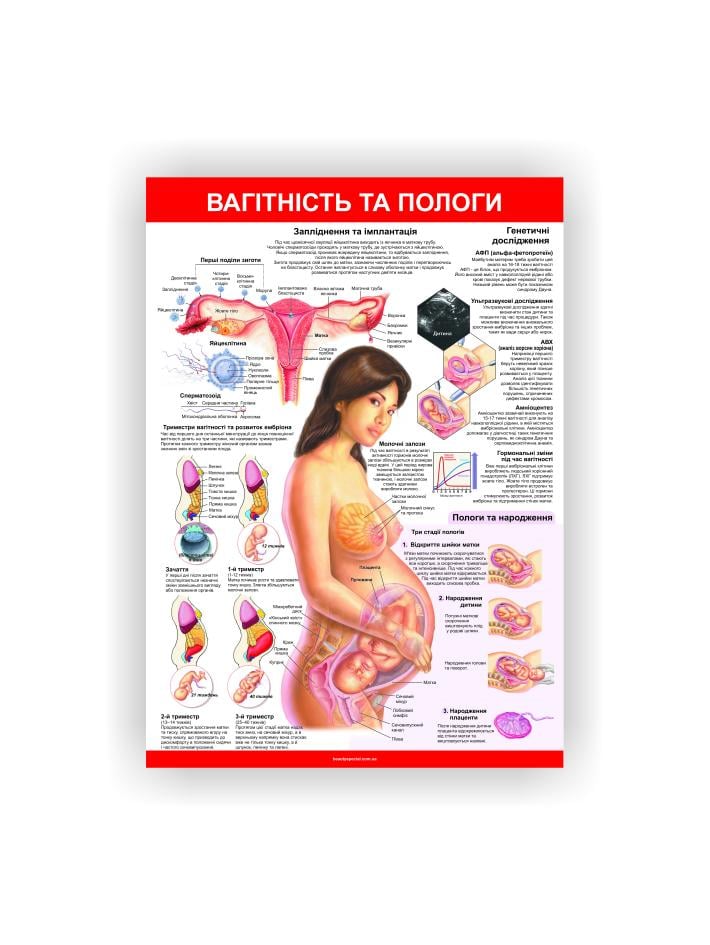 Плакат Vivay Беременность и роды 30х40 см (25636089)