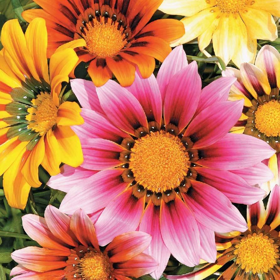 Семена Газания Солнечный Свет смесь Профессиональные семена ТД Гекса-Украина 02-01-026 0,1 г (IR002989)