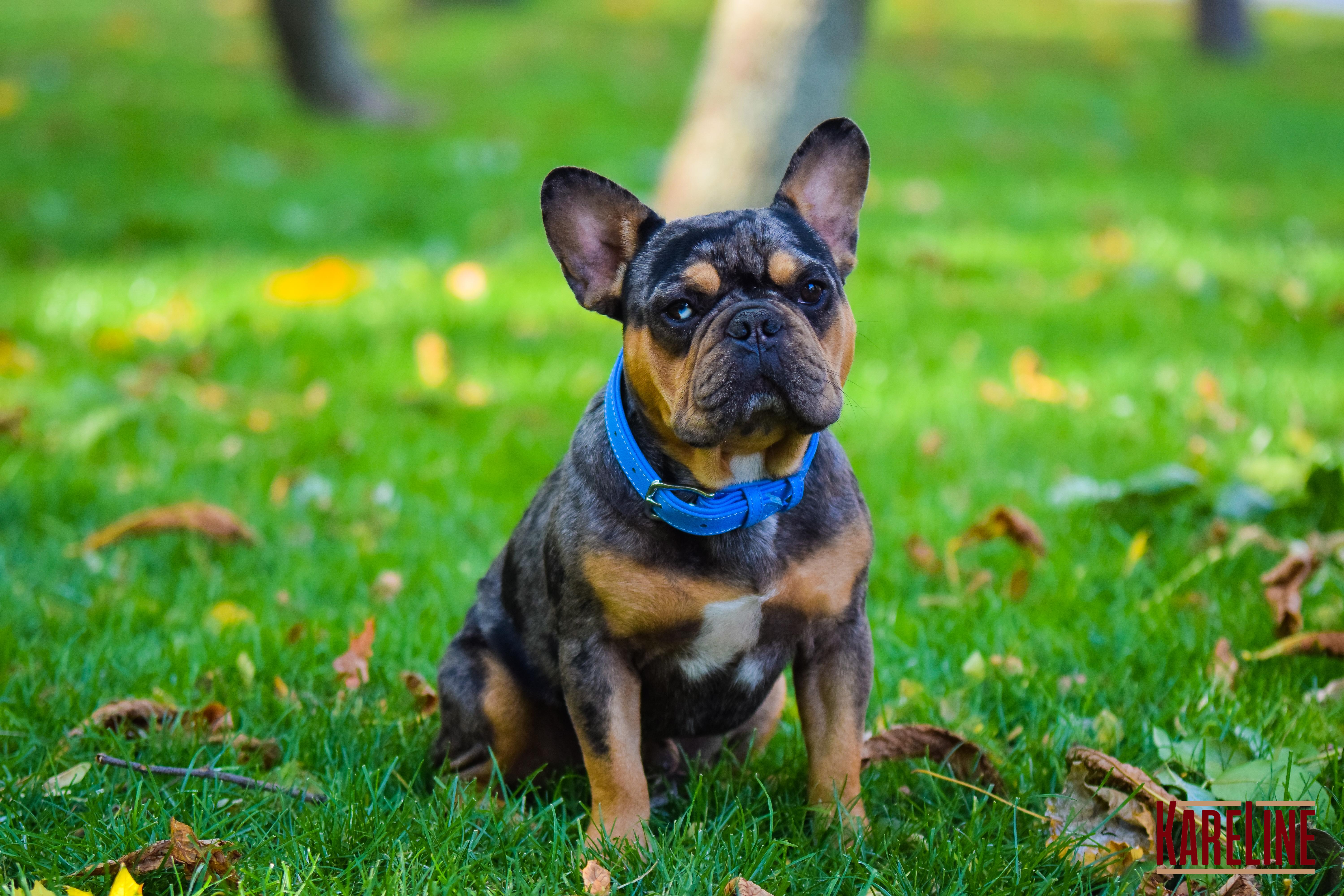 Ошейник KareLine из натуральной кожи 10 мм 190-230 мм Голубой (8130/17) - фото 5 Ошейник KareLine из натуральной кожи 10 мм 190-230 мм Голубой (8130/17) - фото 5