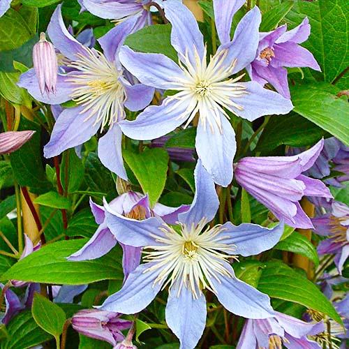 Клематис Blue River Florium - фото 2