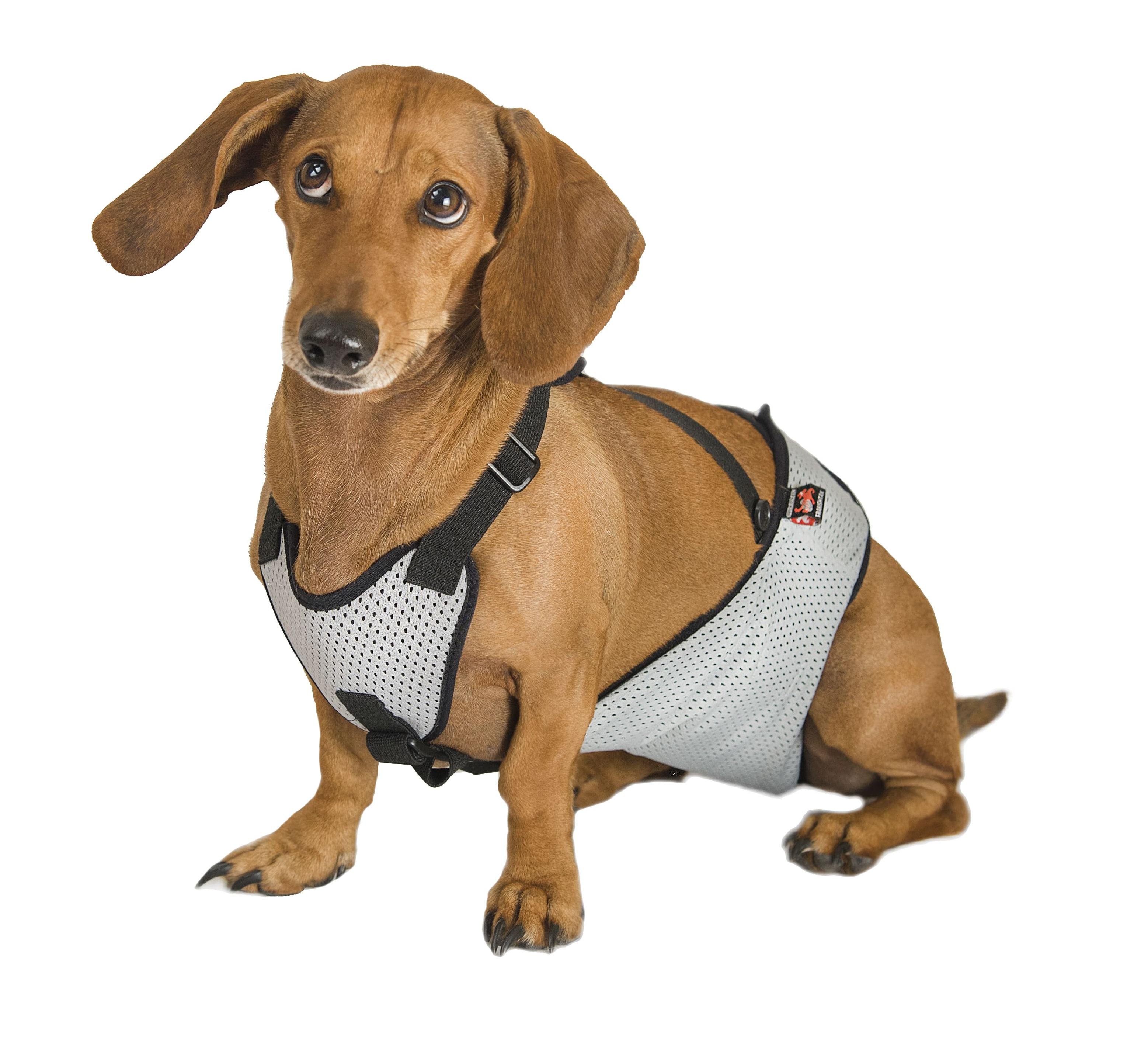 Труси Frakishtak для кобелів S Сірий (28078553) - фото 3 Труси Frakishtak для кобелів S Сірий (28078553) - фото 3