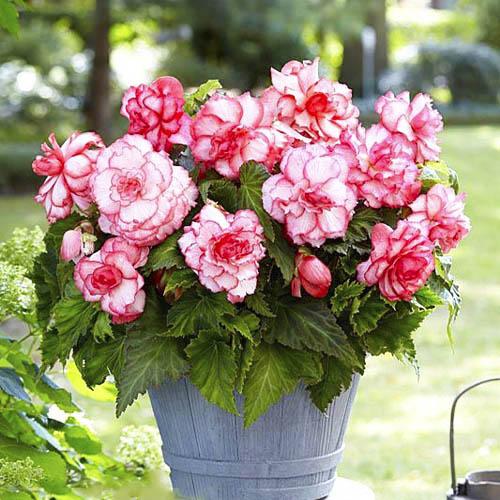 Бегония Florium Bouton de Rose (2584)