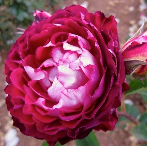 Саджанці Троянди Бель Де Сегоза (18815083)