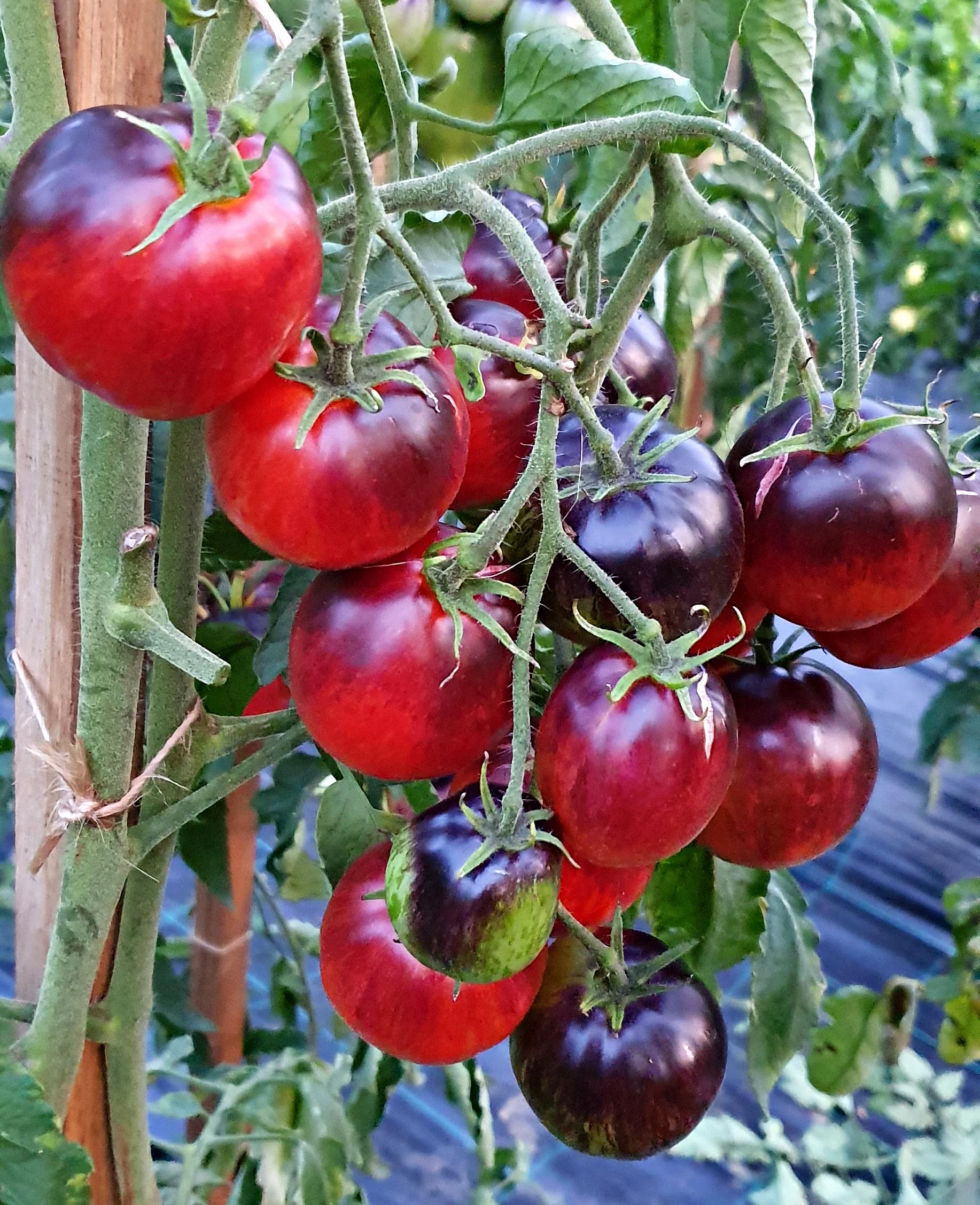 Семена томата Дамасская сталь 5шт. (38297597)