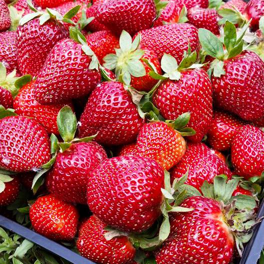 Саджанець полуниці Кimberly рання (1418017022)