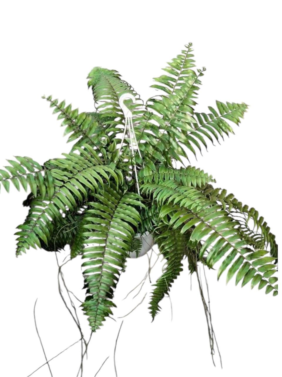 Папоротник Мачо (32520697)