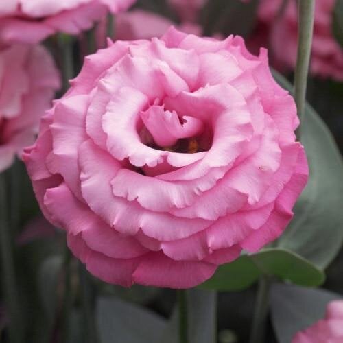 Семена цветов Эустома Лизиантус Jolly 3 Pink Takii 250 шт. (BN11023-2)