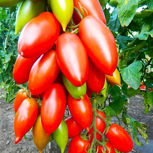 Семена Томат Florium Королівський Пінгвін (17147)