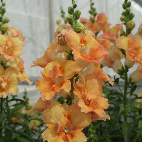 Насіння квітів Hem Genetics Левовий зів DoubleShot Peach 100 шт. (BN12450-3)