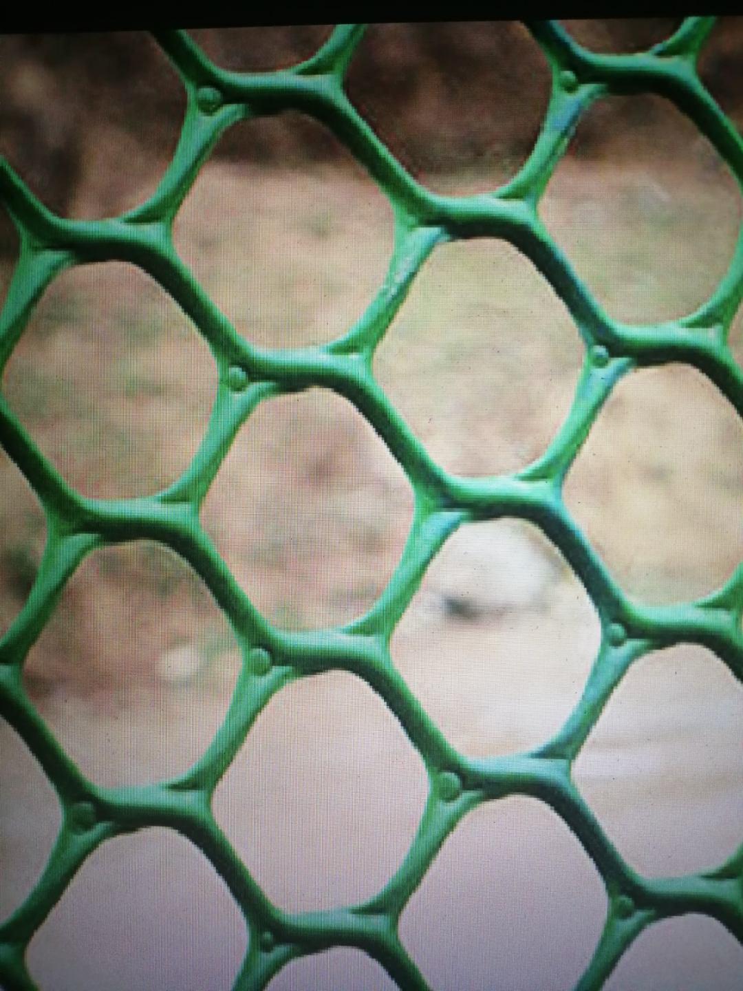 Сетка пластиковая Экосетка 20х20 мм/0,5х30 м Зеленый (14639791) - фото 3 Сетка пластиковая Экосетка 20х20 мм/0,5х30 м Зеленый (14639791) - фото 3