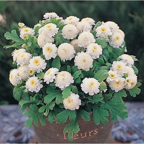 Семена цветов Ромашка девичья Carlos Takii Seed 1000 шт. (BN08975)