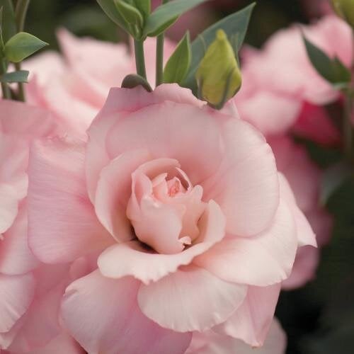 Семена цветов Эустома Лизиантус Mariachi Pink Sakata 50 шт. (BN06654-3)