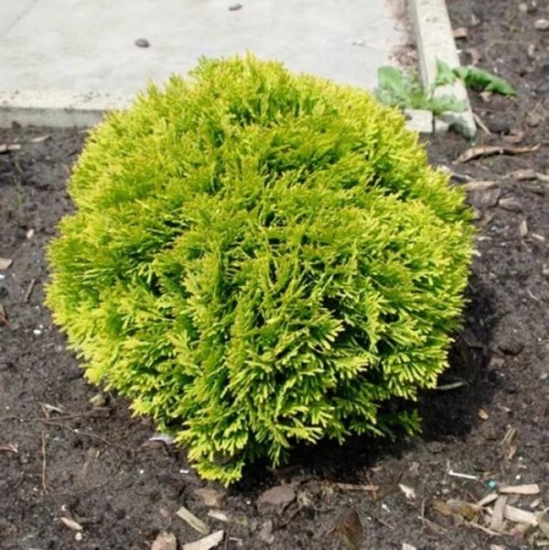 Туя западная Мириам С7,5 (2669487056)