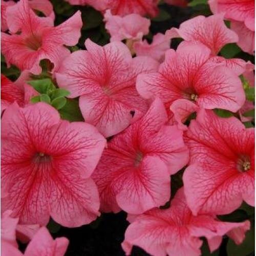 Семена цветов Hem Genetics Петуния крупноцветковая Limbo GP Red Veined 10 шт. (BN09375-4)