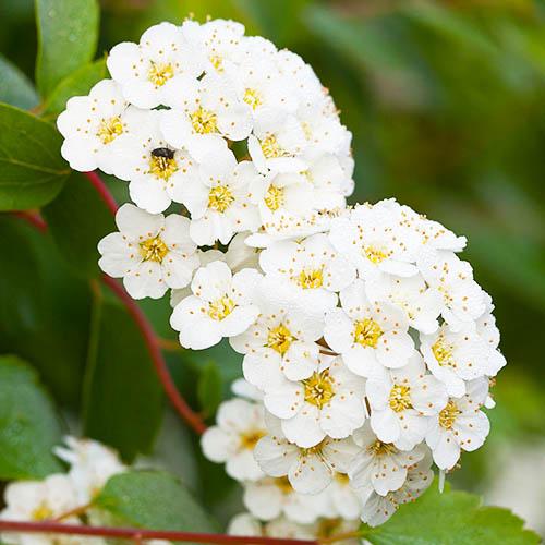 Спирея Florium Vanhouttei (7039)