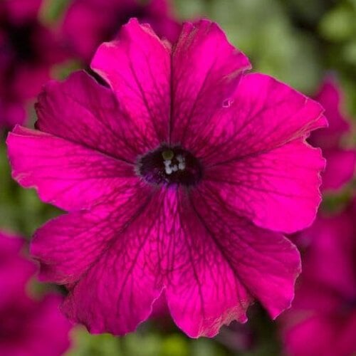 Семена цветов Петуния крупноцветковая Tritunia F1 Burgundy Syngenta 500 шт. (BN07460-2)