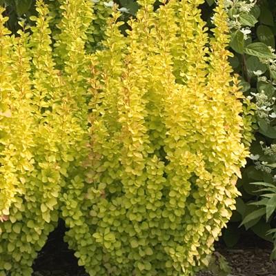 Саженец барбариса Тунберга Golden Tower Р9 (645210938)