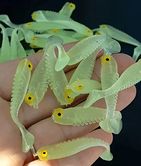 Набор приманок фосфорные виброхвосты для ловли в темное время суток 10 шт. (F00017) - фото 4 Набор приманок фосфорные виброхвосты для ловли в темное время суток 10 шт. (F00017) - фото 4