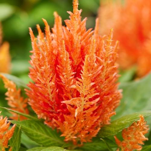 Семена цветов HemGenetics Целозия перистая Arrabona Orange 50 шт. (BN12455-3)