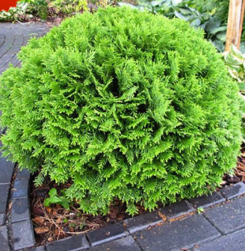 Рослина вулична Туя Danica вічно зелений карликовий чагарник С 2 л 3-х років (29175387)