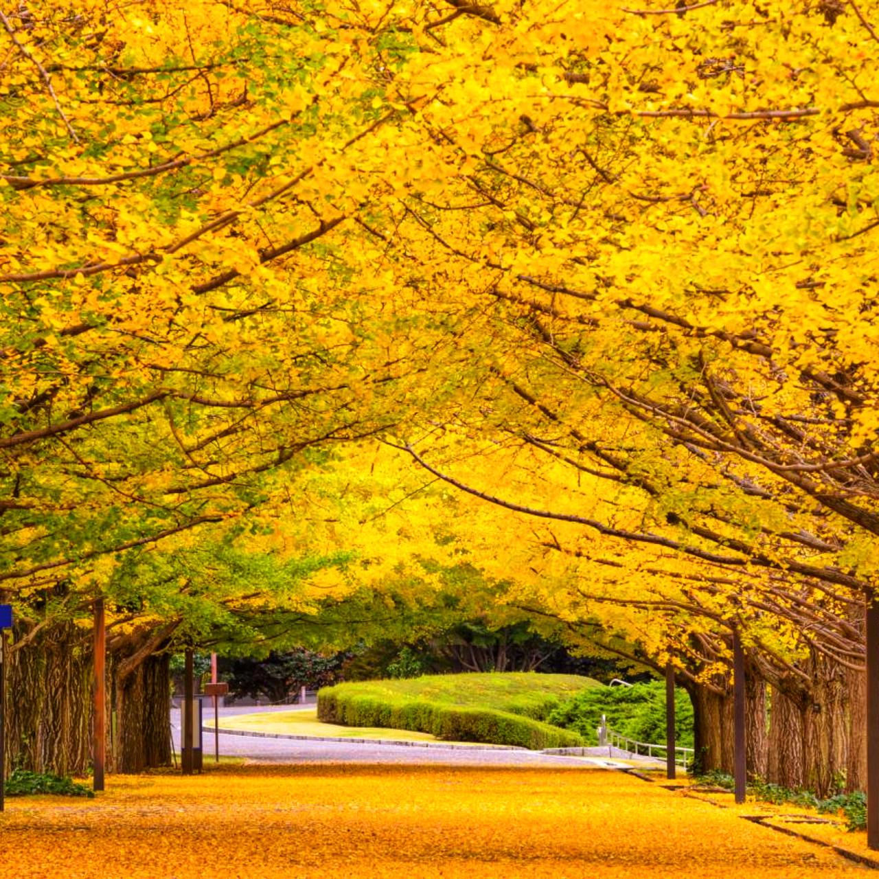 Насіння Ginkgo biloba 5 шт. (2471551289) - фото 3