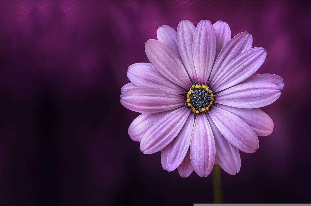 Картина на полотні Квітка 40x30 см (K146)