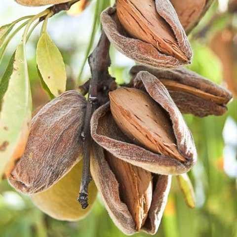 Миндаль сорт Солетто (17549677)