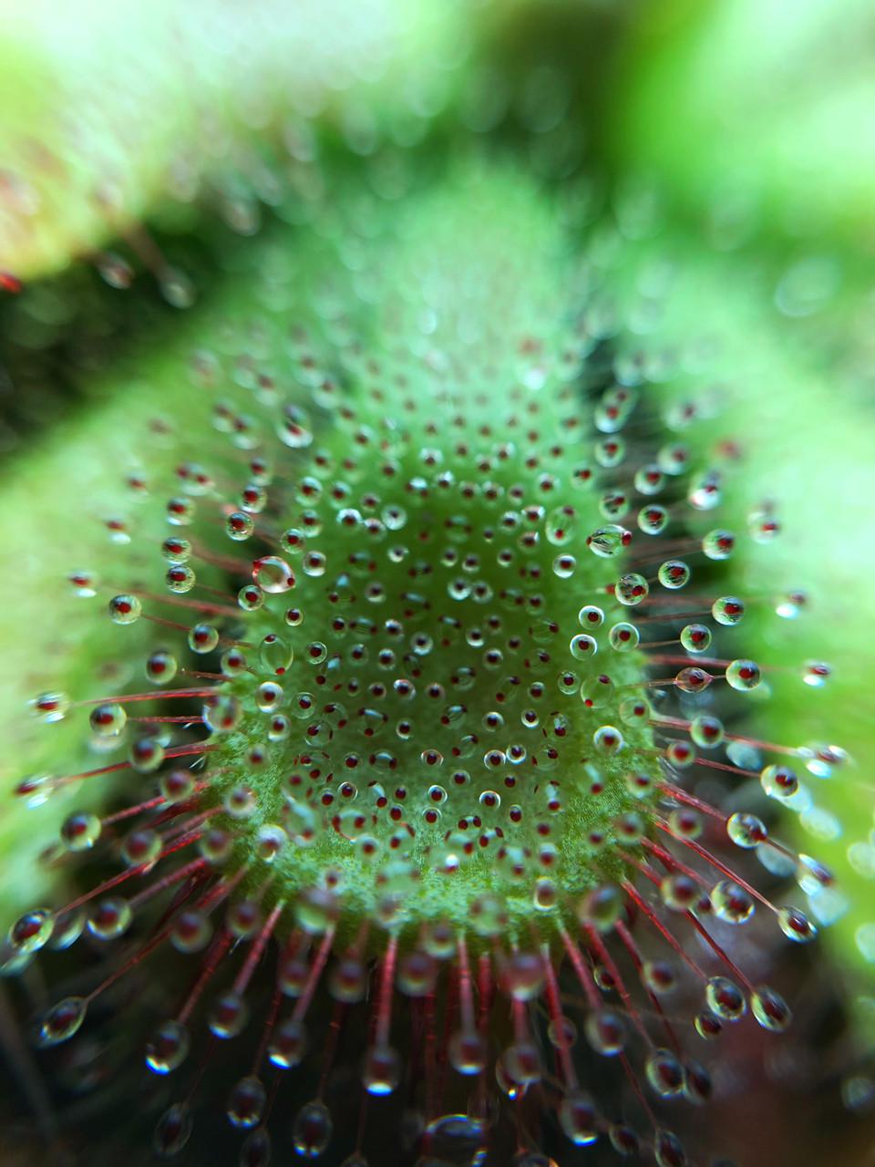 Растение хищник росичка Алисия AlienPlants Drosera Aliciae размер M (SUN0012CP) - фото 5